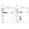 Torsin 1A Interacting Protein 1 antibody, NBP2-47403, Novus Biologicals, Western Blot image 