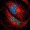 N-Myc Downstream Regulated 1 antibody, NBP1-82591, Novus Biologicals, Immunofluorescence image 