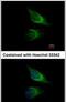 Synaptosomal-associated protein 23 antibody, PA5-28936, Invitrogen Antibodies, Immunofluorescence image 