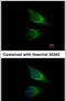 Synaptosome Associated Protein 23 antibody, PA5-28936, Invitrogen Antibodies, Immunofluorescence image 