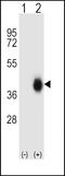 Fc Fragment Of IgA Receptor antibody, 56-731, ProSci, Western Blot image 
