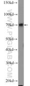 ATP Binding Cassette Subfamily C Member 6 antibody, 55365-1-AP, Proteintech Group, Western Blot image 