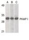 Acidic Nuclear Phosphoprotein 32 Family Member A antibody, PA5-20025, Invitrogen Antibodies, Western Blot image 