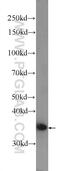 Axin Interactor, Dorsalization Associated antibody, 23724-1-AP, Proteintech Group, Western Blot image 