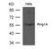 Ring Finger Protein 1 antibody, TA347834, Origene, Western Blot image 