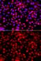 FAS antibody, GTX35200, GeneTex, Immunofluorescence image 