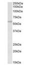 Tripartite Motif Containing 69 antibody, orb18468, Biorbyt, Western Blot image 