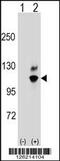 G Protein Nucleolar 2 antibody, 58-500, ProSci, Western Blot image 