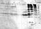 ompF antibody, orb13626, Biorbyt, Western Blot image 