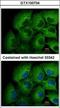 Matrix Metallopeptidase 12 antibody, GTX100704, GeneTex, Immunocytochemistry image 