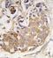 Collagen Type IX Alpha 1 Chain antibody, GTX53514, GeneTex, Immunohistochemistry paraffin image 