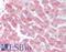 Derlin 1 antibody, LS-C141169, Lifespan Biosciences, Immunohistochemistry frozen image 