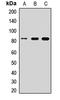 Mitofusin 1 antibody, orb412917, Biorbyt, Western Blot image 