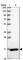 Coiled-Coil Domain Containing 58 antibody, HPA047777, Atlas Antibodies, Western Blot image 