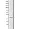 Aquaporin 8 antibody, abx148281, Abbexa, Western Blot image 