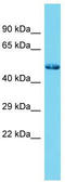 Sp7 Transcription Factor antibody, TA329974, Origene, Western Blot image 