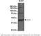 Betaine--Homocysteine S-Methyltransferase antibody, 29-583, ProSci, Enzyme Linked Immunosorbent Assay image 