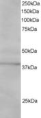 SUMO1 Activating Enzyme Subunit 1 antibody, LS-C55427, Lifespan Biosciences, Western Blot image 