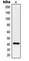 Pepsin A antibody, orb214387, Biorbyt, Western Blot image 