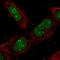 DEAD-Box Helicase 56 antibody, NBP1-83310, Novus Biologicals, Immunofluorescence image 