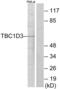 TBC1 domain family member 3 antibody, abx013691, Abbexa, Western Blot image 