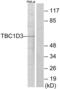 TBC1 Domain Family Member 3 antibody, abx013691, Abbexa, Western Blot image 