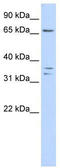 IQ Motif Containing E antibody, TA329772, Origene, Western Blot image 