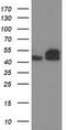Tubulin beta-4 chain antibody, CF503110, Origene, Western Blot image 
