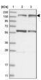 Kinesin Family Member 4A antibody, NBP1-83721, Novus Biologicals, Western Blot image 