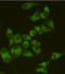 Apoptosis Inducing Factor Mitochondria Associated 1 antibody, STJ99301, St John