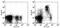 CD93 Molecule antibody, 17-5892-82, Invitrogen Antibodies, Flow Cytometry image 