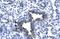 Kinesin Family Member 5A antibody, orb329752, Biorbyt, Immunohistochemistry paraffin image 