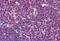 Hydrogen Voltage Gated Channel 1 antibody, MBS243414, MyBioSource, Immunohistochemistry frozen image 