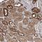 Basic Helix-Loop-Helix Family Member E23 antibody, HPA030575, Atlas Antibodies, Immunohistochemistry frozen image 