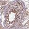 SNF Related Kinase antibody, HPA042163, Atlas Antibodies, Immunohistochemistry frozen image 