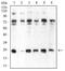 Chromobox 5 antibody, NBP2-52433, Novus Biologicals, Western Blot image 