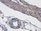 C-X-C Motif Chemokine Ligand 11 antibody, orb191499, Biorbyt, Immunohistochemistry paraffin image 
