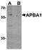 Amyloid Beta Precursor Protein Binding Family A Member 1 antibody, orb96149, Biorbyt, Western Blot image 