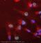 THO Complex 1 antibody, ab487, Abcam, Immunofluorescence image 