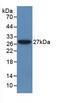 Glutamic--Pyruvic Transaminase antibody, LS-C302349, Lifespan Biosciences, Western Blot image 