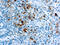 Granzyme B antibody, GTX24059, GeneTex, Immunohistochemistry paraffin image 