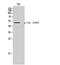 C-Terminal Src Kinase antibody, A00799S364-1, Boster Biological Technology, Western Blot image 