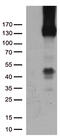 Platelet And Endothelial Cell Adhesion Molecule 1 antibody, TA504773S, Origene, Western Blot image 