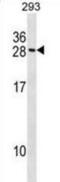 MARCKS Like 1 antibody, abx029067, Abbexa, Western Blot image 