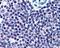 High Mobility Group 20A antibody, 45-736, ProSci, Immunohistochemistry paraffin image 