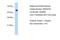 FIR antibody, PA5-41844, Invitrogen Antibodies, Western Blot image 