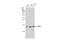 Ring-Box 1 antibody, GTX110507, GeneTex, Western Blot image 