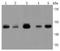 Tumor Susceptibility 101 antibody, A01233-1, Boster Biological Technology, Western Blot image 