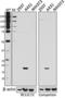 Claudin 1 antibody, 697801, BioLegend, Western Blot image 