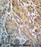 Endoplasmic Reticulum Oxidoreductase 1 Alpha antibody, abx027329, Abbexa, Immunohistochemistry paraffin image 